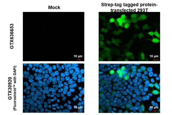 Strep epitope Tag antibody [HL1251]