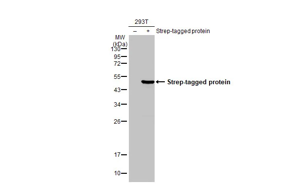 Strep epitope Tag antibody [HL1251]