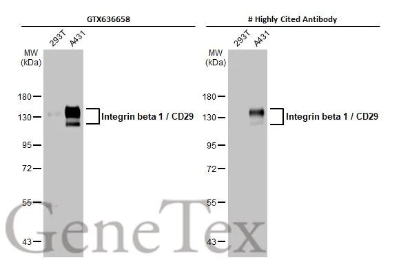 A lymphocyte chemoaffinity axis for lung, non-intestinal