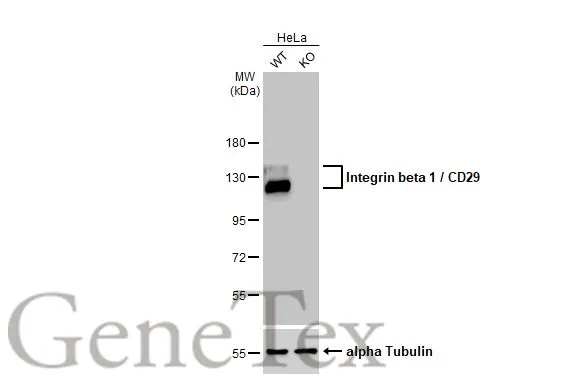 Anti-Integrin beta 1 / CD29 antibody [HL1256] (GTX636658