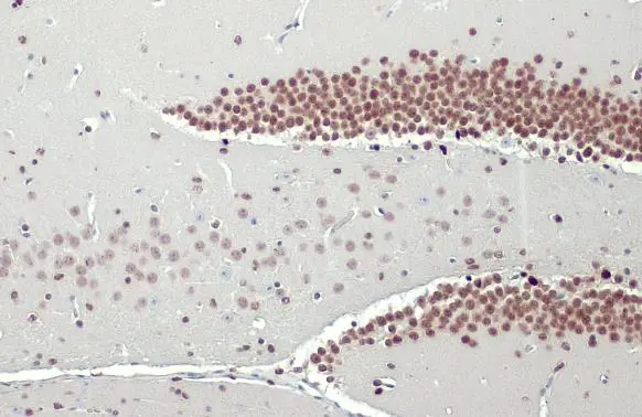 NFIX antibody [HL1269] detects NFIX protein at nucleus by immunohistochemical analysis. Sample: Paraffin-embedded mouse brain. NFIX stained by NFIX antibody [HL1269] (GTX636671) diluted at 1:100. Antigen Retrieval: Citrate buffer, pH 6.0, 15 min