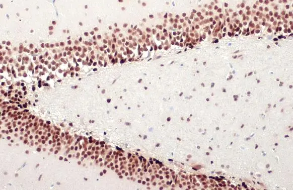 NFIX antibody [HL1269]