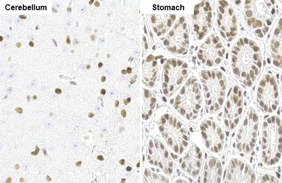 NFIX antibody [HL1269] detects NFIX protein by immunohistochemical analysis. Sample: Paraffin-embedded mouse tissue. NFIX stained by NFIX antibody [HL1269] (GTX636671) diluted at 1:100. Antigen Retrieval: Citrate buffer, pH 6.0, 15 min