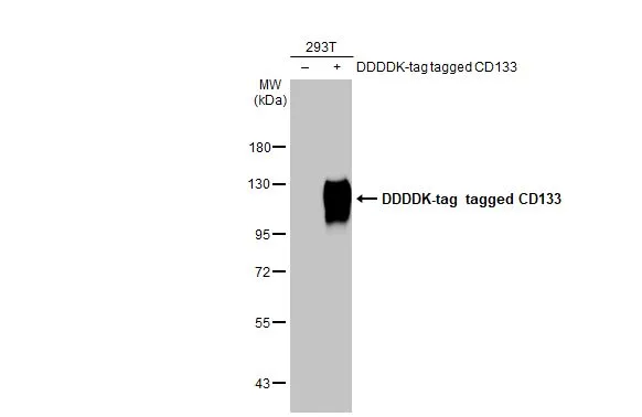 Non-transfected (–) and transfected (+) 293T whole cell extracts (30 μg) were separated by 7.5% SDS-PAGE, and the membrane was blotted with CD133 antibody [HL1271] (GTX636673) diluted at 1:5000. The HRP-conjugated anti-rabbit IgG antibody (GTX213110-01) was used to detect the primary antibody.