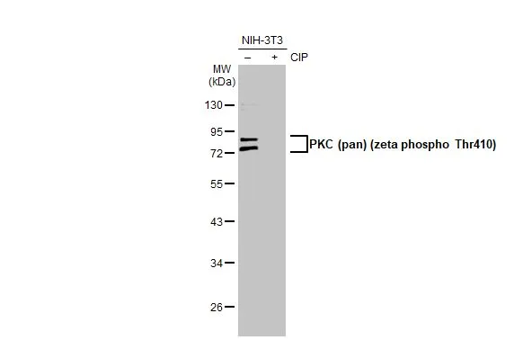 Anti-PKC (pan) (zeta phospho Thr410) antibody [HL1279