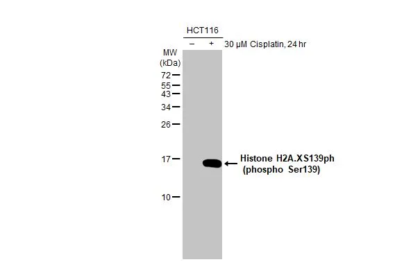 Untreated (–) and treated (+) HCT116 whole cell extracts (30 μg) were separated by 15% SDS-PAGE, and the membrane was blotted with Histone H2A.XS139ph (phospho Ser139) antibody [HL1299] (GTX636713) diluted at 1:1000. The HRP-conjugated anti-rabbit IgG antibody (GTX213110-01) was used to detect the primary antibody.
