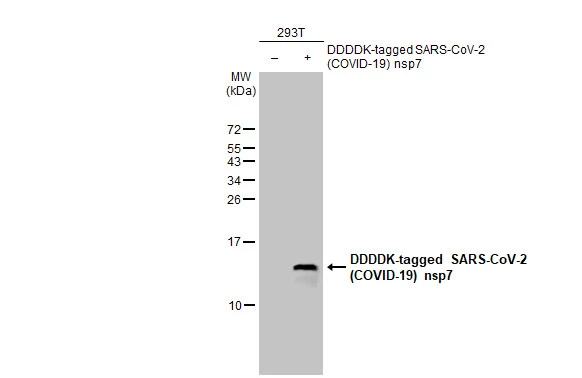 Anti-SARS-CoV-2 (COVID-19) nsp7 antibody [HL1301] (GTX636719