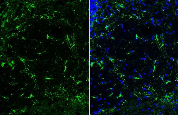 GFAP antibody [HL1307] detects GFAP protein at glia cells by immunohistochemical analysis. Sample: Frozen-sectioned mouse cerebellum. Green: GFAP stained by GFAP antibody [HL1307] (GTX636725) diluted at 1:200. Blue: Fluoroshield with DAPI (GTX30920).