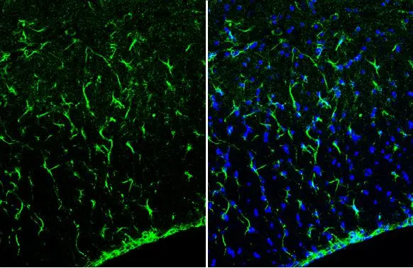 GFAP antibody [HL1308] detects GFAP protein at glia cells by immunohistochemical analysis. Sample: Frozen-sectioned mouse brain. Green: GFAP stained by GFAP antibody [HL1308] (GTX636726) diluted at 1:200. Blue: Fluoroshield with DAPI (GTX30920).