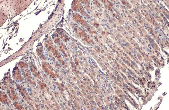MFF antibody [HL1311] detects MFF protein at mitochondria by immunohistochemical analysis. Sample: Paraffin-embedded mouse stomach. MFF stained by MFF antibody [HL1311] (GTX636729) diluted at 1:100. Antigen Retrieval: Citrate buffer, pH 6.0, 15 min