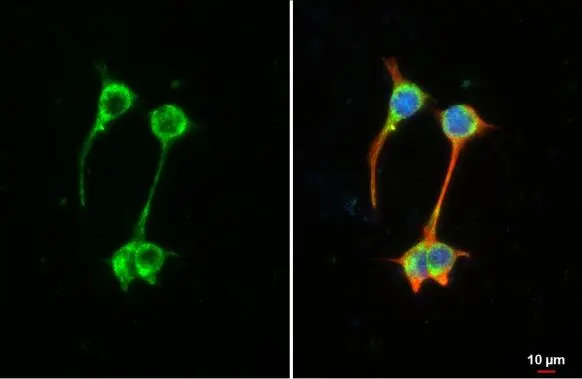 MFF antibody [HL1312] detects MFF protein at mitochondria by immunofluorescent analysis. Sample: U87-MG cells were fixed in ice-cold MeOH for 5 min. Green: MFF stained by MFF antibody [HL1312] (GTX636730) diluted at 1:500. Red: alpha Tubulin, a cytoskeleton marker, stained by alpha Tubulin antibody [GT114] (GTX628802) diluted at 1:1000. Blue: Fluoroshield with DAPI (GTX30920).