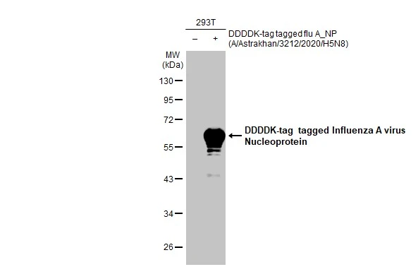 Non-transfected (–) and transfected (+) 293T whole cell extracts (30 μg) were separated by 10% SDS-PAGE, and the membrane was blotted with Influenza A virus Nucleoprotein antibody [HL1321] (GTX636739) diluted at 1:2500. The HRP-conjugated anti-rabbit IgG antibody (GTX213110-01) was used to detect the primary antibody.