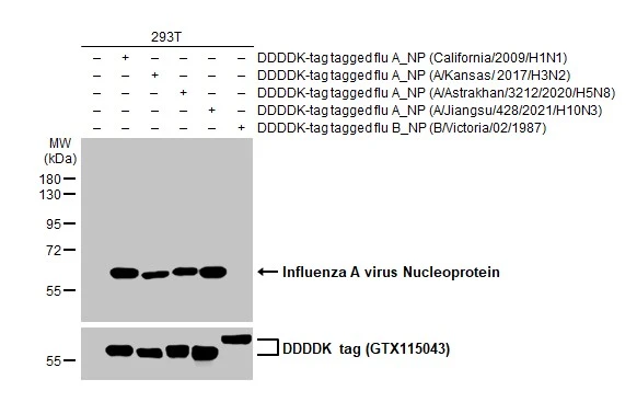 Non-transfected (–) and transfected (+) 293T whole cell extracts were separated by 10% SDS-PAGE, and the membrane was blotted with Influenza A virus NP (nucleoprotein) antibody [HL1078] (GTX636199) diluted at 1:5000. The HRP-conjugated anti-rabbit IgG antibody (GTX213110-01) was used to detect the primary antibody.