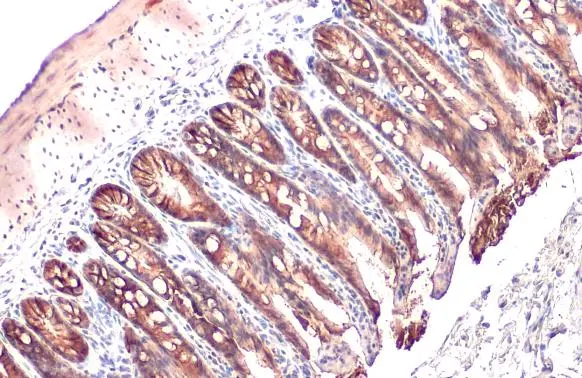 EpCAM antibody [HL1338] detects EpCAM protein at cell membrane by immunohistochemical analysis. Sample: Paraffin-embedded mouse intestine. EpCAM stained by EpCAM antibody [HL1338] (GTX636758) diluted at 1:200. Antigen Retrieval: Citrate buffer, pH 6.0, 15 min