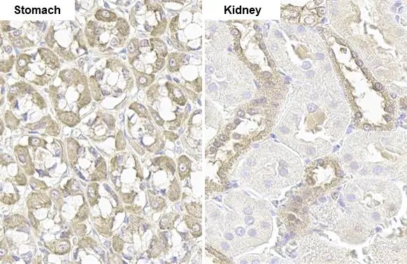 GSPT1 antibody [HL1346] detects GSPT1 protein by immunohistochemical analysis. Sample: Paraffin-embedded rat tissues. GSPT1 stained by GSPT1 antibody [HL1346] (GTX636766) diluted at 1:100. Antigen Retrieval: Citrate buffer, pH 6.0, 15 min