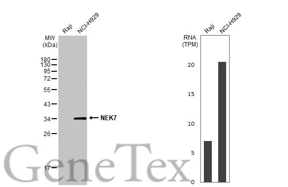 Various whole cell extracts (30 μg) were separated by 12% SDS-PAGE, and the membrane was blotted with NEK7 antibody [HL1348] (GTX636768) diluted at 1:1000. The HRP-conjugated anti-rabbit IgG antibody (GTX213110-01) was used to detect the primary antibody. Corresponding RNA expression data for the same cell lines are based on Human Protein Atlas program.