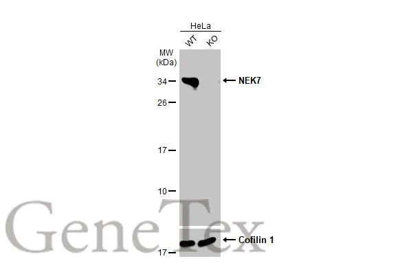Wild-type (WT) and NEK7 knockout (KO) HeLa cell extracts (30 μg) were separated by 12% SDS-PAGE, and the membrane was blotted with NEK7 antibody [HL1348] (GTX636768) diluted at 1:1000. The HRP-conjugated anti-rabbit IgG antibody (GTX213110-01) was used to detect the primary antibody.