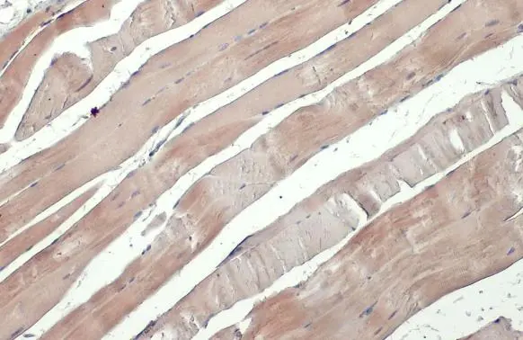 NEK7 antibody [HL1348] detects NEK7 protein at cytoplasm by immunohistochemical analysis. Sample: Paraffin-embedded mouse muscle. NEK7 stained by NEK7 antibody [HL1348] (GTX636768) diluted at 1:100. Antigen Retrieval: Citrate buffer, pH 6.0, 15 min