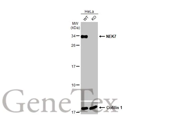 Wild-type (WT) and NEK7 knockout (KO) HeLa cell extracts (30 μg) were separated by 12% SDS-PAGE, and the membrane was blotted with NEK7 antibody [HL1349] (GTX636769) diluted at 1:1000. The HRP-conjugated anti-rabbit IgG antibody (GTX213110-01) was used to detect the primary antibody.