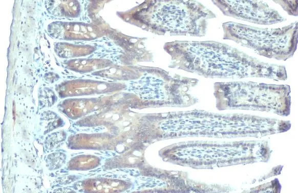 PDE6D antibody [HL1359] detects PDE6D protein at cytoplasm by immunohistochemical analysis. Sample: Paraffin-embedded mouse intestine. PDE6D stained by PDE6D antibody [HL1359] (GTX636799) diluted at 1:100. Antigen Retrieval: Citrate buffer, pH 6.0, 15 min
