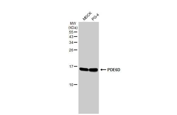 Various whole cell extracts (30 μg) were separated by 15% SDS-PAGE, and the membrane was blotted with PDE6D antibody [HL1359] (GTX636799) diluted at 1:1000. The HRP-conjugated anti-rabbit IgG antibody (GTX213110-01) was used to detect the primary antibody.