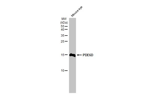 Mouse tissue extract (50 μg) was separated by 15% SDS-PAGE, and the membrane was blotted with PDE6D antibody [HL1359] (GTX636799) diluted at 1:1000. The HRP-conjugated anti-rabbit IgG antibody (GTX213110-01) was used to detect the primary antibody.