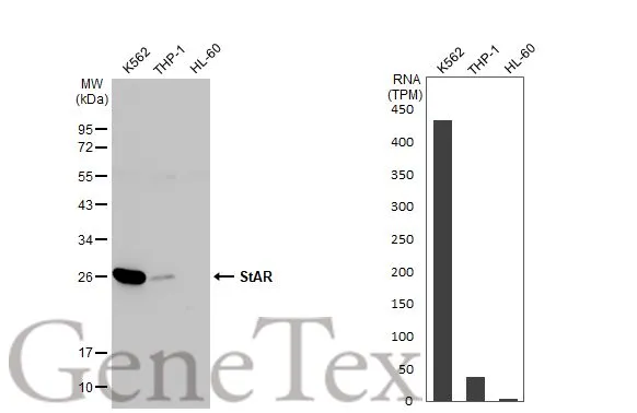StAR antibody [HL1360]