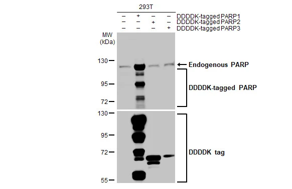 Non-transfected (–) and transfected (+) 293T whole cell extracts (30 μg) were separated by 7.5% SDS-PAGE, and the membrane was blotted with PARP antibody [HL1365] (GTX636805) diluted at 1:100000. The HRP-conjugated anti-rabbit IgG antibody (GTX213110-01) was used to detect the primary antibody.