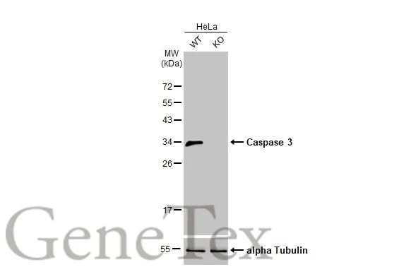 Wild-type (WT) and Caspase 3 knockout (KO) HeLa cell extracts (30 μg) were separated by 15% SDS-PAGE, and the membrane was blotted with Caspase 3 antibody [HL1370] (GTX636810) diluted at 1:1000. The HRP-conjugated anti-rabbit IgG antibody (GTX213110-01) was used to detect the primary antibody.