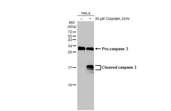 Untreated (–) and treated (+) HeLa whole cell extracts (30 μg) were separated by 15% SDS-PAGE, and the membrane was blotted with Caspase 3 antibody [HL1370] (GTX636810) diluted at 1:1000. The HRP-conjugated anti-rabbit IgG antibody (GTX213110-01) was used to detect the primary antibody.