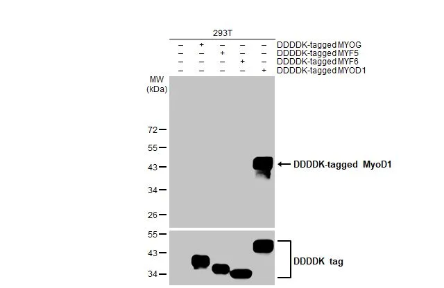 Non-transfected (–) and transfected (+) 293T whole cell extracts (30 μg) were separated by 12% SDS-PAGE, and the membrane was blotted with MyoD1 antibody [HL1372] (GTX636812) diluted at 1:15000. The HRP-conjugated anti-rabbit IgG antibody (GTX213110-01) was used to detect the primary antibody.