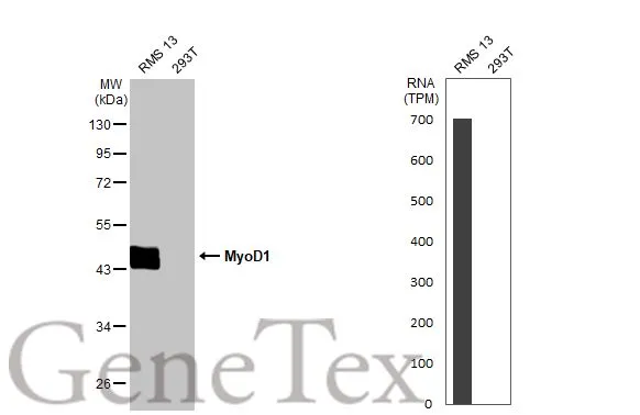 MyoD1 antibody [HL1372]
