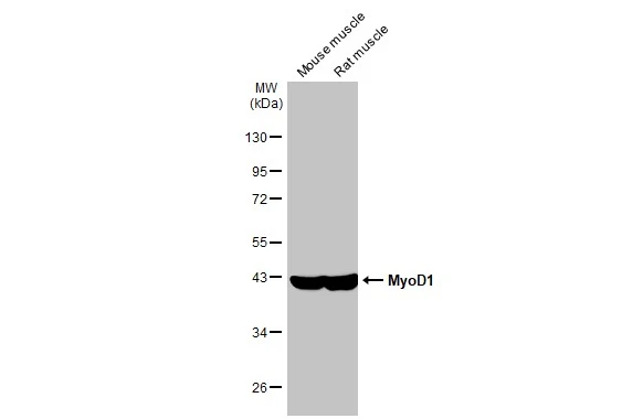 Various tissue extracts (30 μg) were separated by 10% SDS-PAGE, and the membrane was blotted with MyoD1 antibody [HL1372] (GTX636812) diluted at 1:1000. The HRP-conjugated anti-rabbit IgG antibody (GTX213110-01) was used to detect the primary antibody.