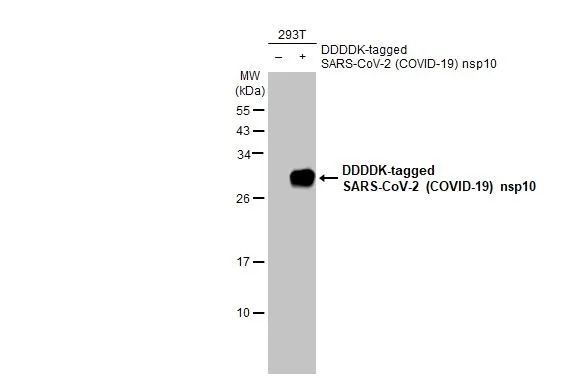 Non-transfected (–) and transfected (+) 293T whole cell extracts (30 μg) were separated by 15% SDS-PAGE, and the membrane was blotted with SARS-CoV-2 (COVID-19) nsp10 antibody [HL1381] (GTX636821) diluted at 1:5000. The HRP-conjugated anti-rabbit IgG antibody (GTX213110-01) was used to detect the primary antibody.