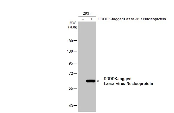 Non-transfected (–) and transfected (+) 293T whole cell extracts (30 μg) were separated by 7.5% SDS-PAGE, and the membrane was blotted with Lassa virus Nucleoprotein antibody [HL1390] (GTX636830) diluted at 1:5000. The HRP-conjugated anti-rabbit IgG antibody (GTX213110-01) was used to detect the primary antibody.