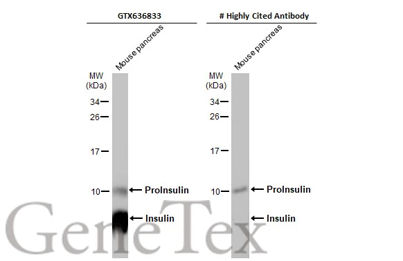 Insulin antibody [HL1393]
