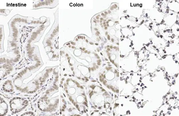 SP1 antibody [HL1396] detects SP1 protein by immunohistochemical analysis. Sample: Paraffin-embedded mouse tissue. SP1 stained by SP1 antibody [HL1396] (GTX636836) diluted at 1:100. Antigen Retrieval: Citrate buffer, pH 6.0, 15 min