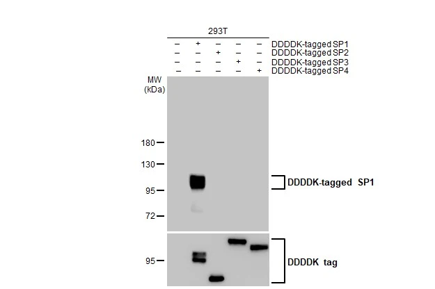 Non-transfected (–) and transfected (+) 293T whole cell extracts were separated by 7.5% SDS-PAGE, and the membrane was blotted with SP1 antibody [HL1396] (GTX636836) diluted at 1:5000. The HRP-conjugated anti-rabbit IgG antibody (GTX213110-01) was used to detect the primary antibody.