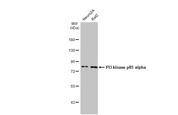 Various whole cell extracts (30 μg) were separated by 7.5% SDS-PAGE, and the membrane was blotted with PI3 kinase p85 alpha antibody [HL1398] (GTX636838) diluted at 1:1000. The HRP-conjugated anti-rabbit IgG antibody (GTX213110-01) was used to detect the primary antibody.