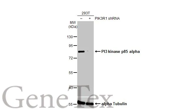 Non-transfected (–) and transfected (+) 293T whole cell extracts (50 μg) were separated by 7.5% SDS-PAGE, and the membrane was blotted with PI3 kinase p85 alpha antibody [HL1398] (GTX636838) diluted at 1:1000. The HRP-conjugated anti-rabbit IgG antibody (GTX213110-01) was used to detect the primary antibody.
