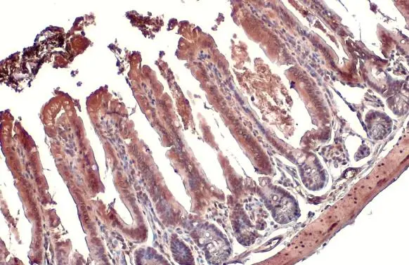 PI3 kinase p85 alpha antibody [HL1414] detects PI3 kinase p85 alpha protein at cytoplasm by immunohistochemical analysis. Sample: Paraffin-embedded mouse intestine. PI3 kinase p85 alpha stained by PI3 kinase p85 alpha antibody [HL1414] (GTX636880) diluted at 1:100. Antigen Retrieval: Citrate buffer, pH 6.0, 15 min
