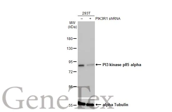Non-transfected (–) and transfected (+) 293T whole cell extracts (50 μg) were separated by 7.5% SDS-PAGE, and the membrane was blotted with PI3 kinase p85 alpha antibody [HL1414] (GTX636880) diluted at 1:3000. The HRP-conjugated anti-rabbit IgG antibody (GTX213110-01) was used to detect the primary antibody.