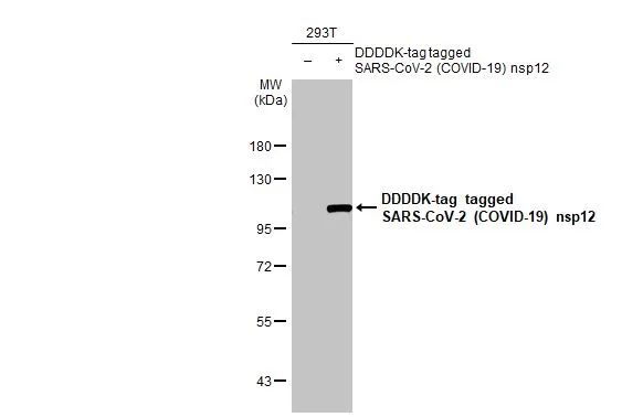 Non-transfected (–) and transfected (+) 293T whole cell extracts (30 μg) were separated by 7.5% SDS-PAGE, and the membrane was blotted with SARS-CoV-2 (COVID-19) nsp12 antibody [HL1415] (GTX636881) diluted at 1:5000. The HRP-conjugated anti-rabbit IgG antibody (GTX213110-01) was used to detect the primary antibody.