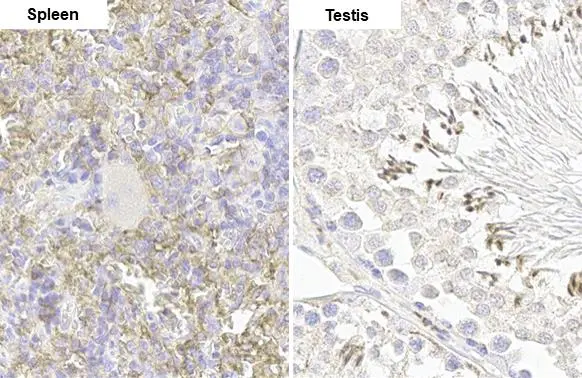FCER1G antibody [HL1418] detects FCER1G protein by immunohistochemical analysis. Sample: Paraffin-embedded rat tissues. FCER1G stained by FCER1G antibody [HL1418] (GTX636884) diluted at 1:100. Antigen Retrieval: Citrate buffer, pH 6.0, 15 min