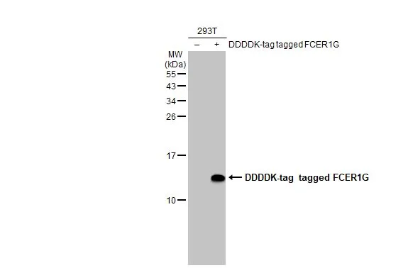 Non-transfected (–) and transfected (+) 293T whole cell extracts (30 μg) were separated by 15% SDS-PAGE, and the membrane was blotted with FCER1G antibody [HL1418] (GTX636884) diluted at 1:5000. The HRP-conjugated anti-rabbit IgG antibody (GTX213110-01) was used to detect the primary antibody.