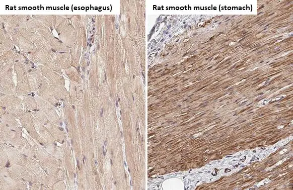 alpha Smooth Muscle Actin antibody [HL1419] detects alpha Smooth Muscle Actin protein by immunohistochemical analysis. Sample: Paraffin-embedded rat tissues. alpha Smooth Muscle Actin stained by alpha Smooth Muscle Actin antibody [HL1419] (GTX636885) diluted at 1:100. Antigen Retrieval: Citrate buffer, pH 6.0, 15 min