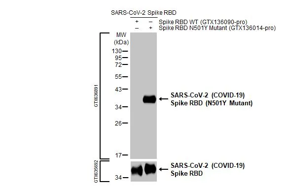 SARS-CoV-2 Spike RBD, His tag (SARS-CoV-2 (COVID-19) / SARS-CoV-2 Spike RBD (N501Y), His tag (GTX136090-pro | GTX136014-pro) (0.1 μg) were separated by 12% SDS-PAGE, and the membrane was blotted with SARS-CoV-2 (COVID-19) Spike (N501Y Mutant) antibody [HL1425] (GTX636891) diluted at 1:5000. The HRP-conjugated anti-rabbit IgG antibody (GTX213110-01) was used to detect the primary antibody.