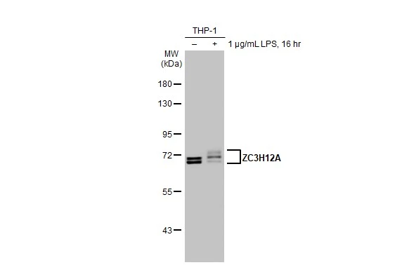 Untreated (–) and treated (+) THP-1 whole cell extracts (30 μg) were separated by 7.5% SDS-PAGE, and the membrane was blotted with ZC3H12A antibody [HL1442] (GTX636914) diluted at 1:1000. The HRP-conjugated anti-rabbit IgG antibody (GTX213110-01) was used to detect the primary antibody.