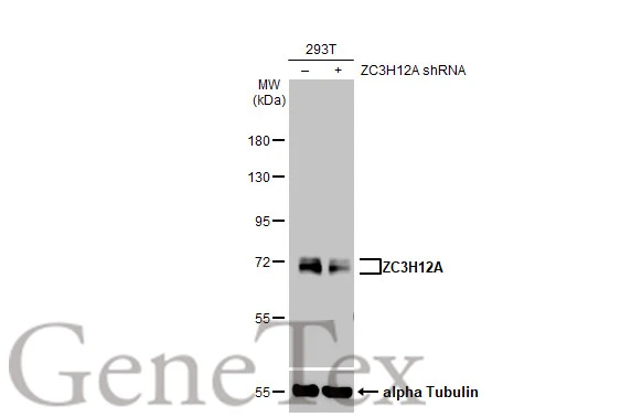 Non-transfected (–) and transfected (+) 293T whole cell extracts (30 μg) were separated by 7.5% SDS-PAGE, and the membrane was blotted with ZC3H12A antibody [HL1442] (GTX636914) diluted at 1:1000. The HRP-conjugated anti-rabbit IgG antibody (GTX213110-01) was used to detect the primary antibody, and the signal was developed with Trident ECL plus-Enhanced.