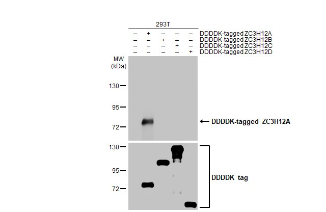 Non-transfected (–) and transfected (+) 293T whole cell extracts (30 | 20 | 20 | 10 | 10 μg) were separated by 7.5% SDS-PAGE, and the membrane was blotted with ZC3H12A antibody [HL1442] (GTX636914) diluted at 1:5000. The HRP-conjugated anti-rabbit IgG antibody (GTX213110-01) was used to detect the primary antibody.